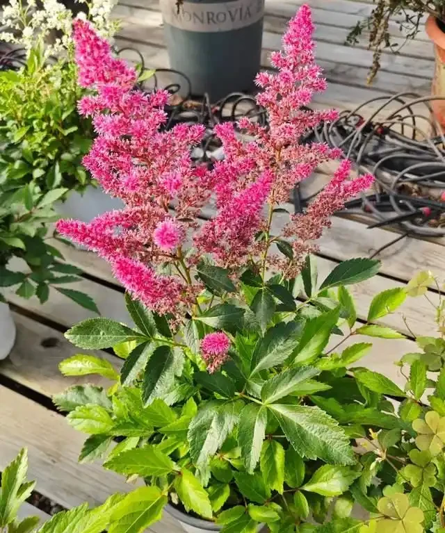 客廳就養這5種「耐陰花」,少光也能養出花海,饞哭鄰居!