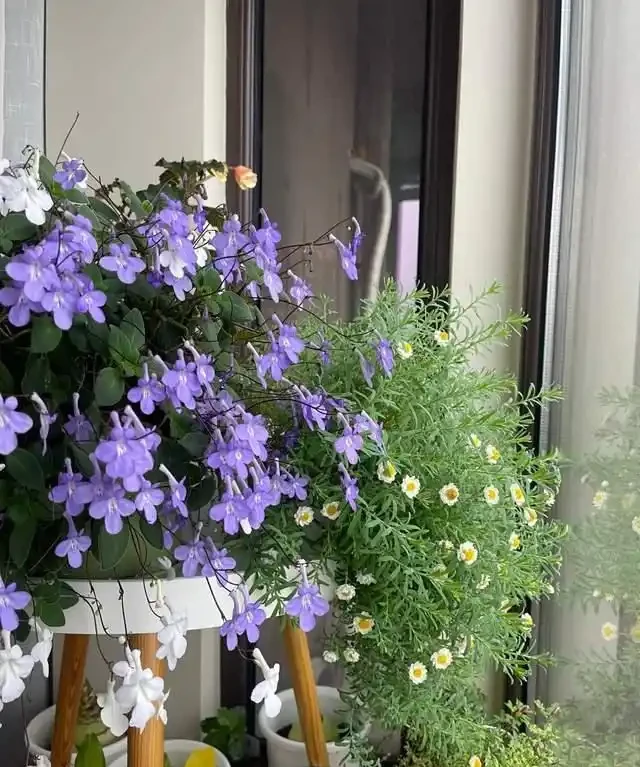 客廳就養這5種「耐陰花」,少光也能養出花海,饞哭鄰居!