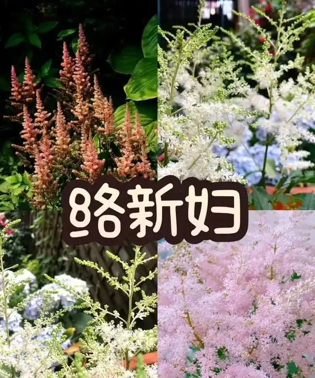 客廳就養這5種「耐陰花」,少光也能養出花海,饞哭鄰居!