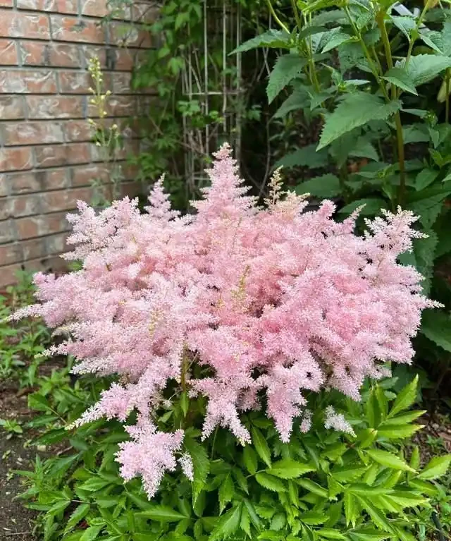 客廳就養這5種「耐陰花」,少光也能養出花海,饞哭鄰居!