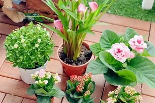 客廳就養這5種「耐陰花」，少光也能養出花海，饞哭鄰居！
