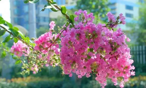 5種樹適合養在院子,能開花能結果,種一次「管」多年,划算
