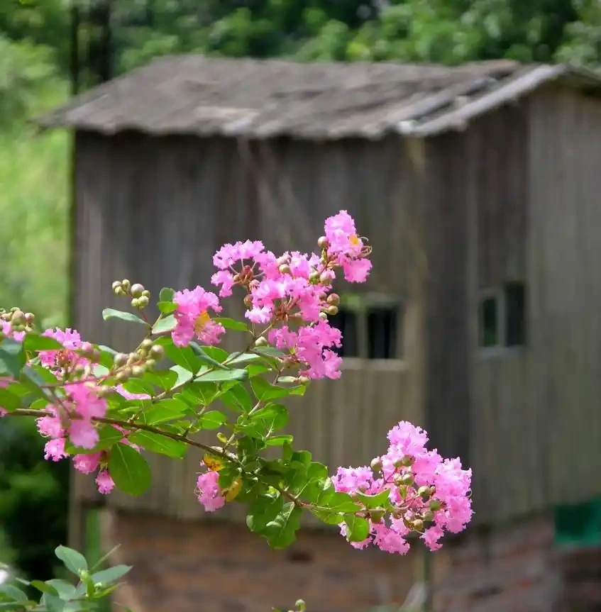 5種樹適合養在院子,能開花能結果,種一次「管」多年,划算