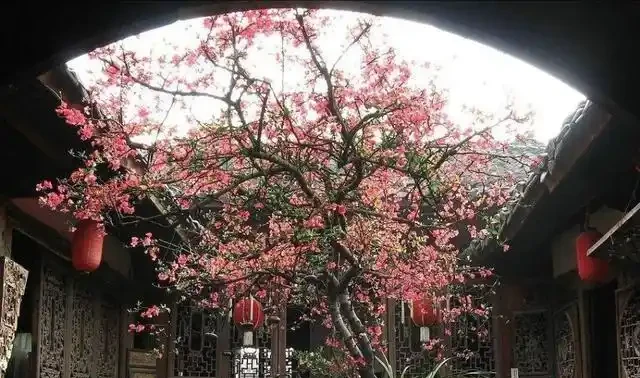 5種樹適合養在院子，能開花能結果，種一次「管」多年，划算