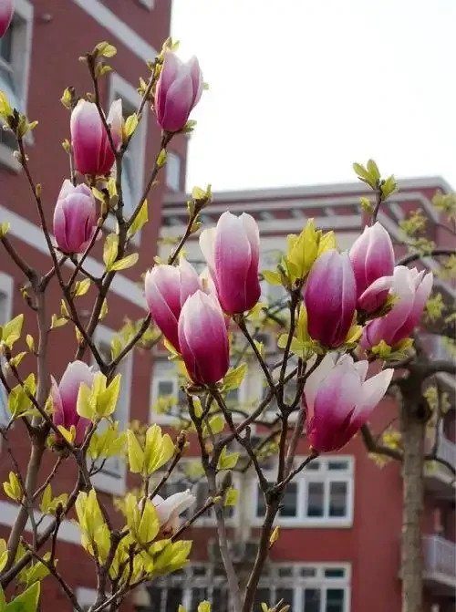 5種樹適合養在院子,能開花能結果,種一次「管」多年,划算