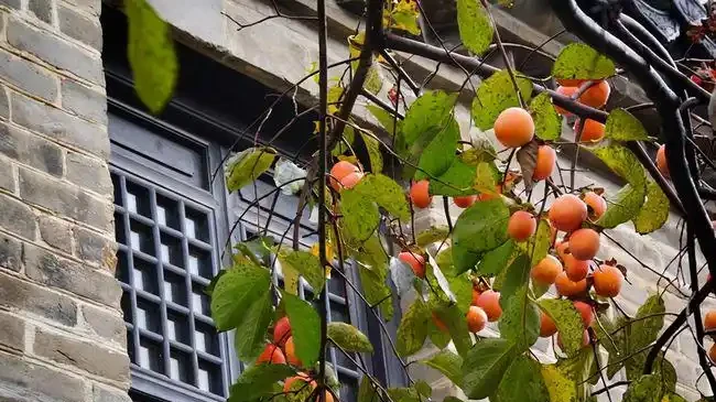 5種樹適合養在院子,能開花能結果,種一次「管」多年,划算