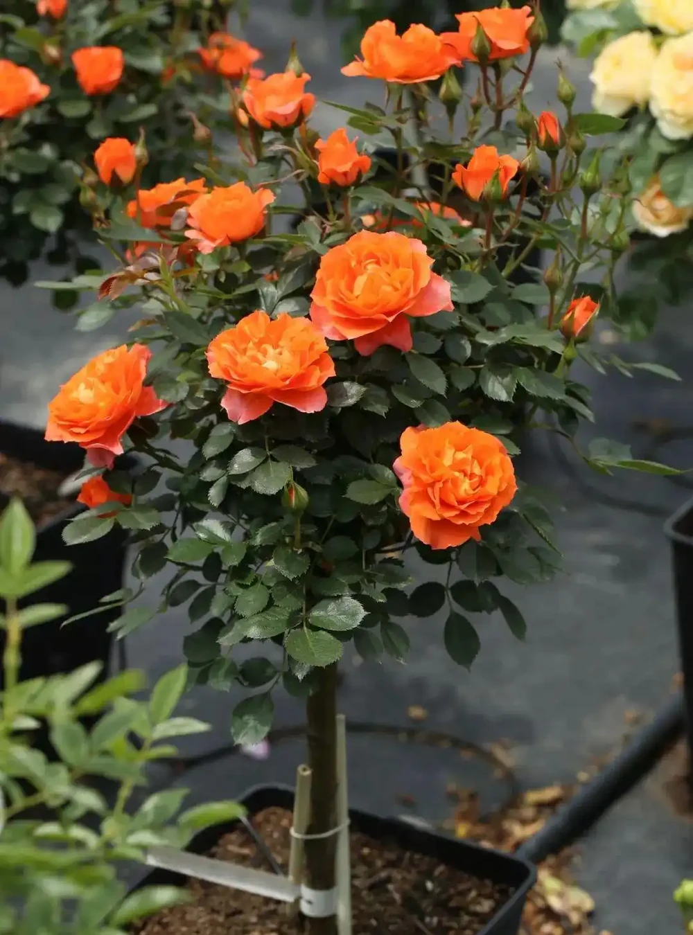 5種樹適合養在院子,能開花能結果,種一次「管」多年,划算