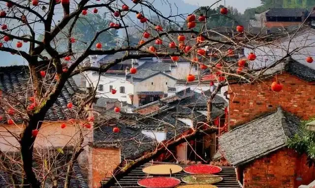 5種樹適合養在院子,能開花能結果,種一次「管」多年,划算