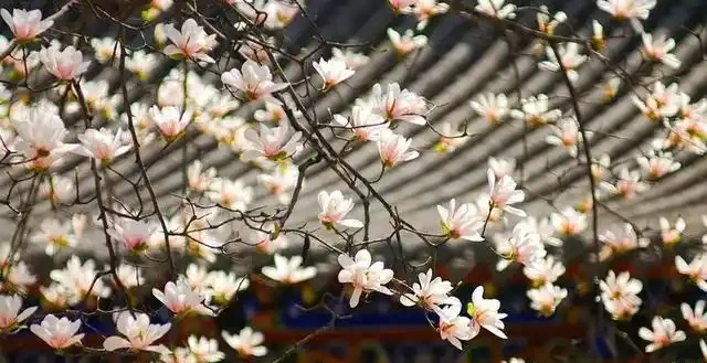 5種樹適合養在院子,能開花能結果,種一次「管」多年,划算