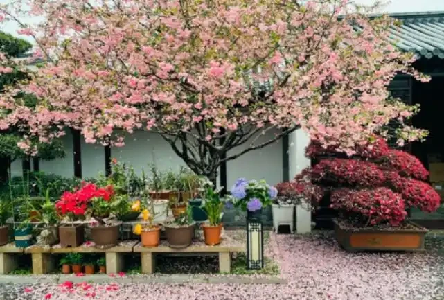 5種樹適合養在院子,能開花能結果,種一次「管」多年,划算