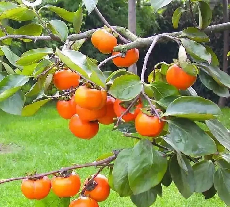 5種樹適合養在院子,能開花能結果,種一次「管」多年,划算