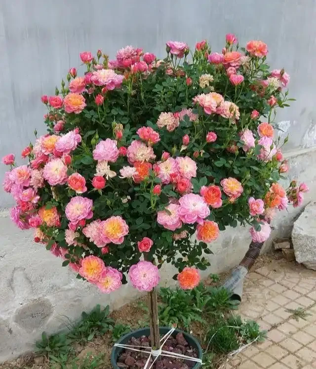 5種樹適合養在院子,能開花能結果,種一次「管」多年,划算