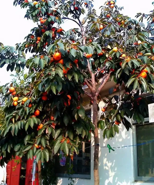 5種樹適合養在院子,能開花能結果,種一次「管」多年,划算