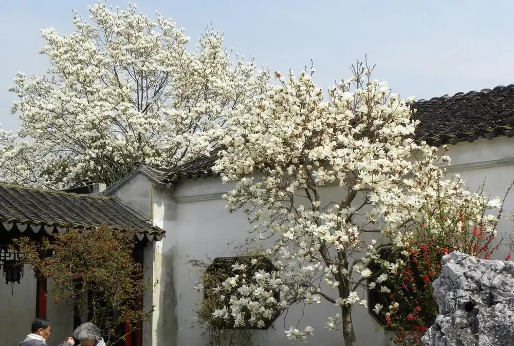 5種樹適合養在院子,能開花能結果,種一次「管」多年,划算