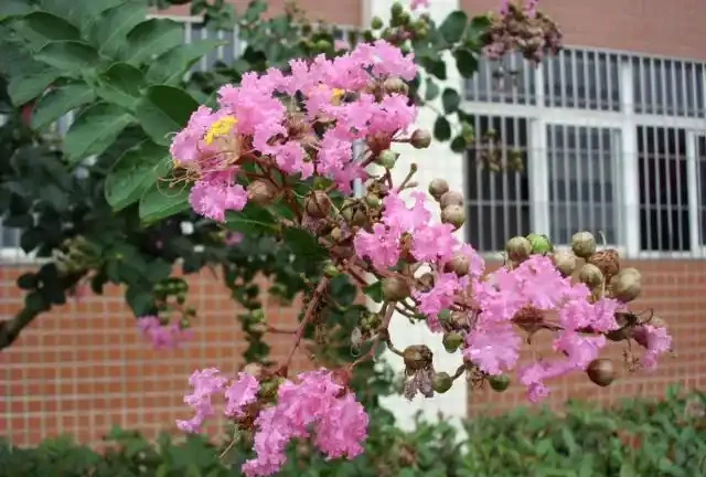 5種樹適合養在院子,能開花能結果,種一次「管」多年,划算
