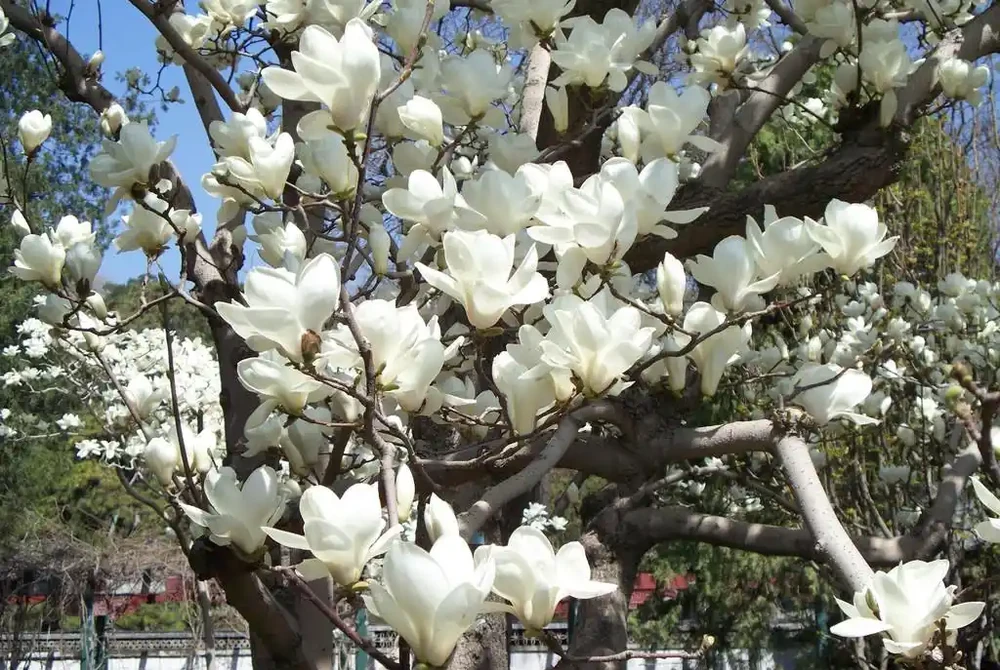 5種樹適合養在院子,能開花能結果,種一次「管」多年,划算