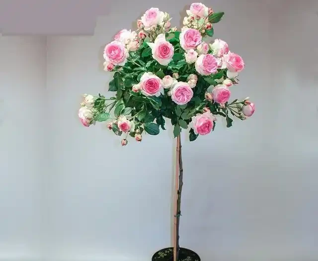 5種樹適合養在院子,能開花能結果,種一次「管」多年,划算