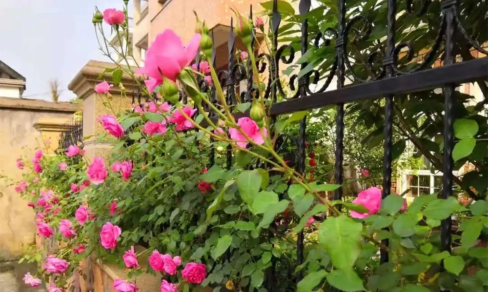 5種樹適合養在院子,能開花能結果,種一次「管」多年,划算