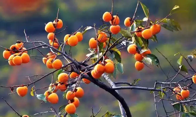 5種樹適合養在院子,能開花能結果,種一次「管」多年,划算