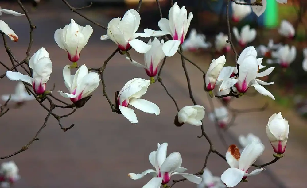 5種樹適合養在院子,能開花能結果,種一次「管」多年,划算