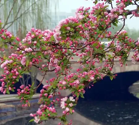 5種樹適合養在院子,能開花能結果,種一次「管」多年,划算
