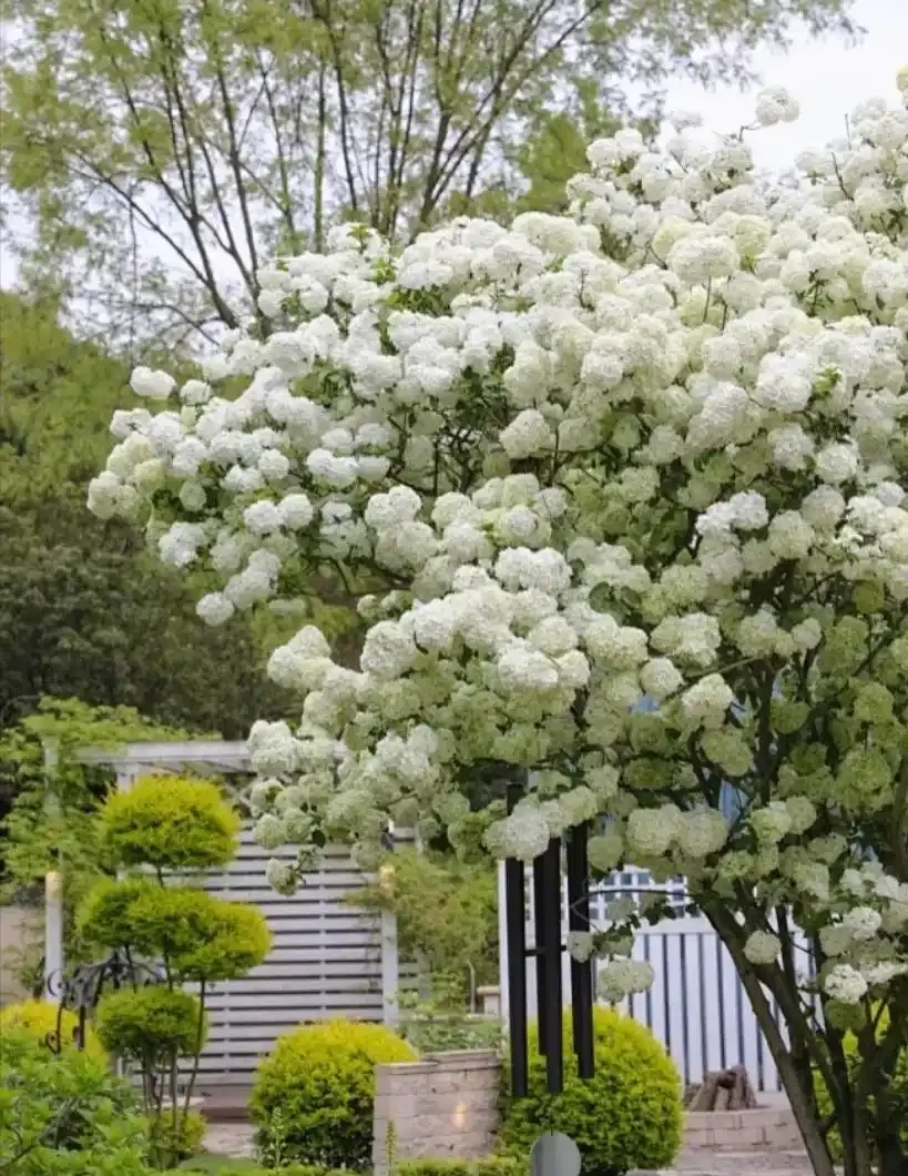 零下30℃凍不死!這繡球花花樹能長4米高,養20年價值30萬!