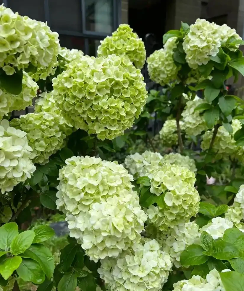 零下30℃凍不死!這繡球花花樹能長4米高,養20年價值30萬!