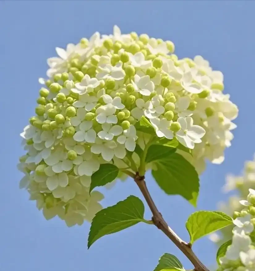 零下30℃凍不死!這繡球花花樹能長4米高,養20年價值30萬!