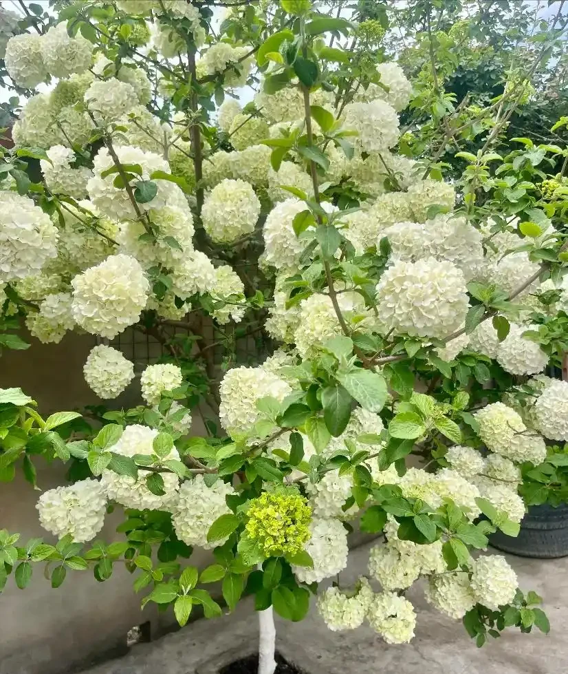 零下30℃凍不死!這繡球花花樹能長4米高,養20年價值30萬!