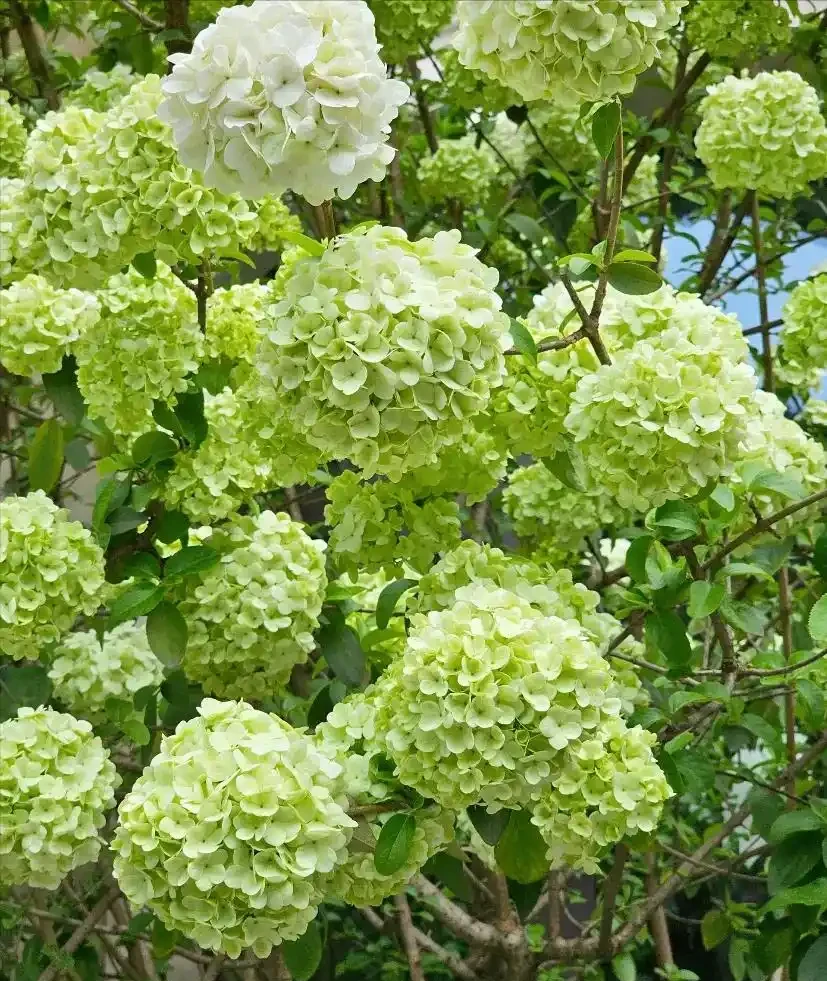 零下30℃凍不死!這繡球花花樹能長4米高,養20年價值30萬!