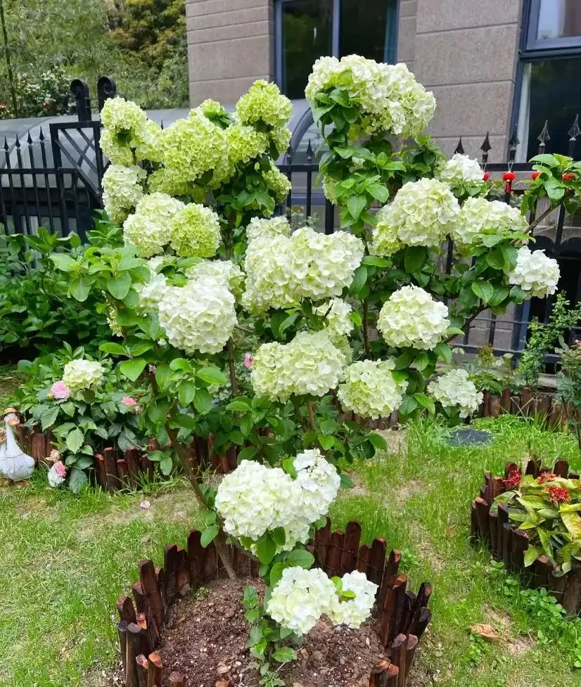 零下30℃凍不死!這繡球花花樹能長4米高,養20年價值30萬!
