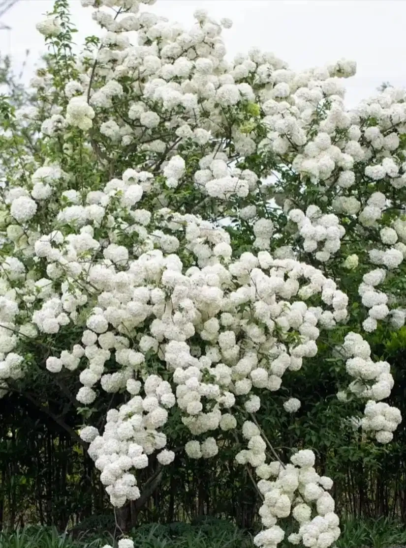 零下30℃凍不死!這繡球花花樹能長4米高,養20年價值30萬!