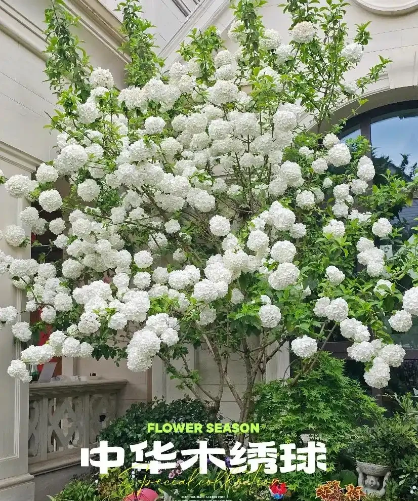 零下30℃凍不死!這繡球花花樹能長4米高,養20年價值30萬!