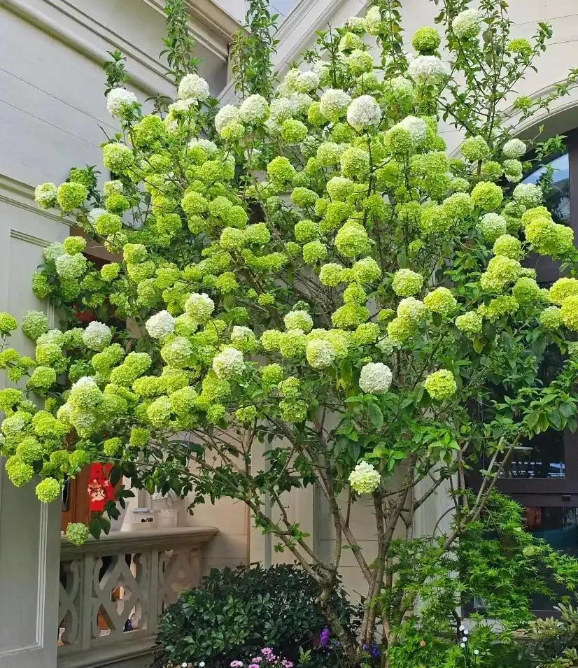 零下30℃凍不死!這繡球花花樹能長4米高,養20年價值30萬!