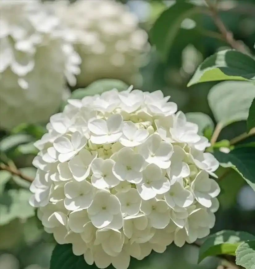 零下30℃凍不死!這繡球花花樹能長4米高,養20年價值30萬!