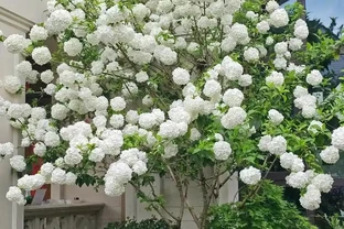零下30℃凍不死！這繡球花花樹能長4米高，養20年價值30萬！