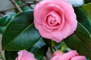 茶花澆水終極指南！避開3大誤區，花開滿枝不腐根