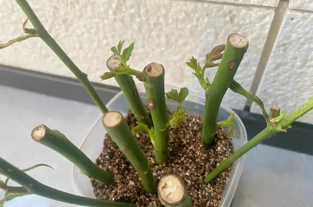 玫瑰花插枝方法，掌握這三招，輕鬆實現玫瑰自由！