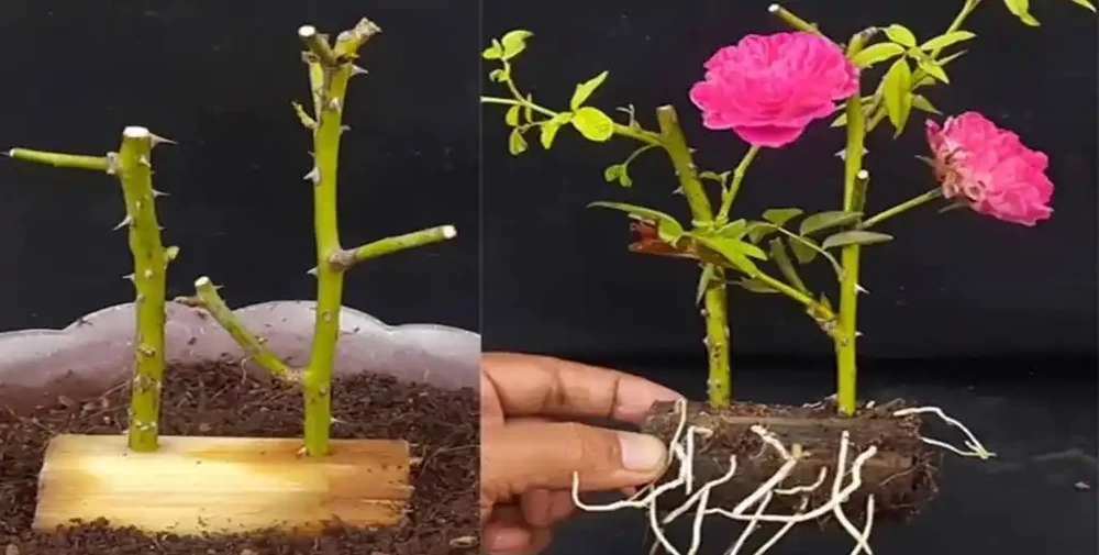 玫瑰花插枝方法，掌握這三招，輕鬆實現玫瑰自由！
