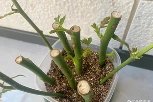 玫瑰花插枝方法，掌握這三招，輕鬆實現玫瑰自由！