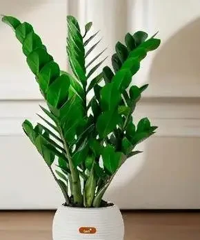 客廳綠植Top10!高顏值+好養活,新手也能養出高階感