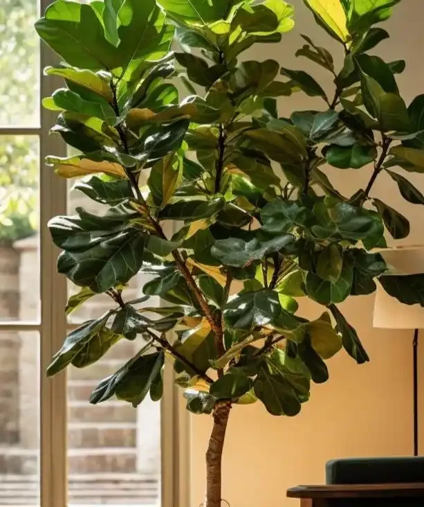客廳綠植Top10!高顏值+好養活,新手也能養出高階感