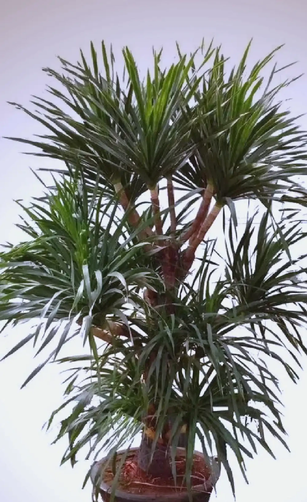 客廳綠植Top10!高顏值+好養活,新手也能養出高階感