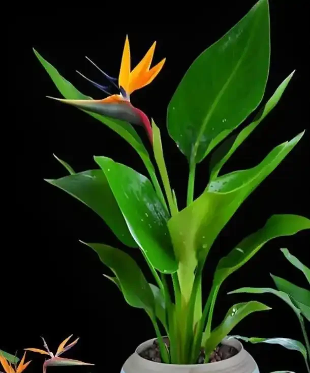 客廳綠植Top10!高顏值+好養活,新手也能養出高階感
