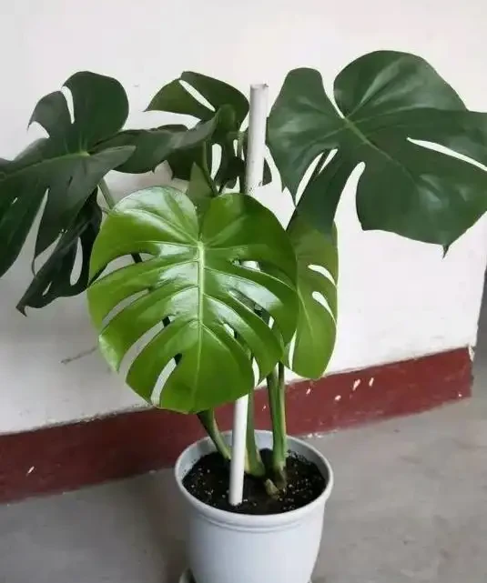 客廳綠植Top10!高顏值+好養活,新手也能養出高階感