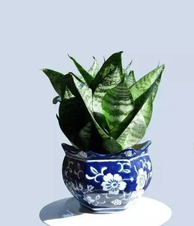 客廳綠植Top10!高顏值+好養活,新手也能養出高階感