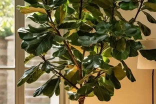 客廳綠植Top10！高顏值+好養活，新手也能養出高階感