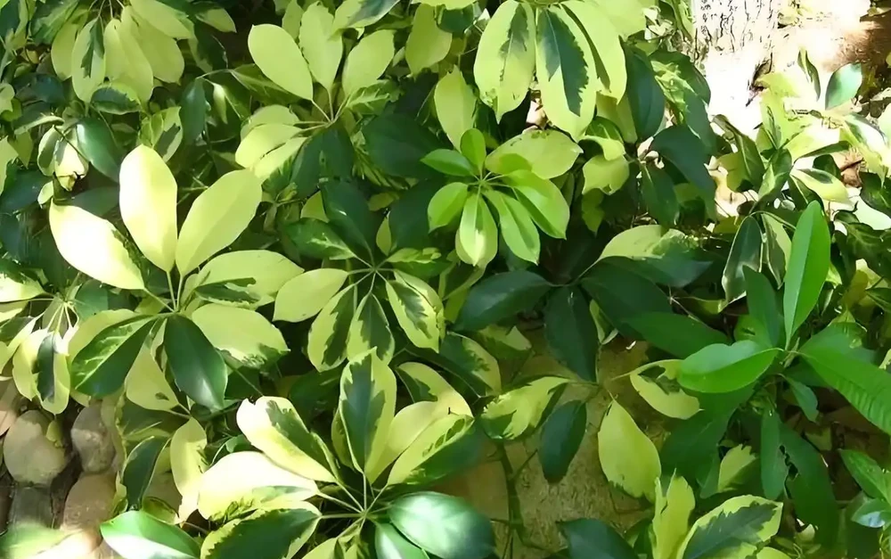 新手必看!5步養出滿盆鵝掌藤,附:黃葉自救指南