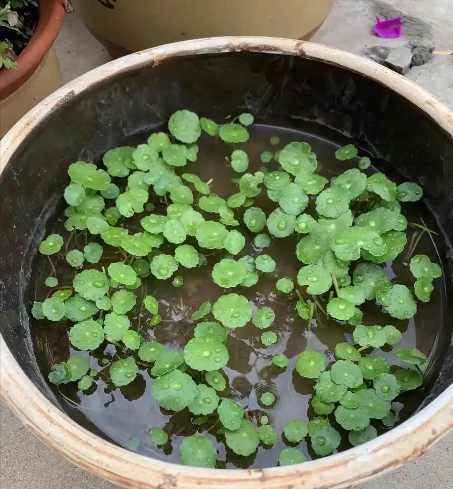 養了8年銅錢草,發現「水耕」才是正確的開啟方式,根美葉又綠