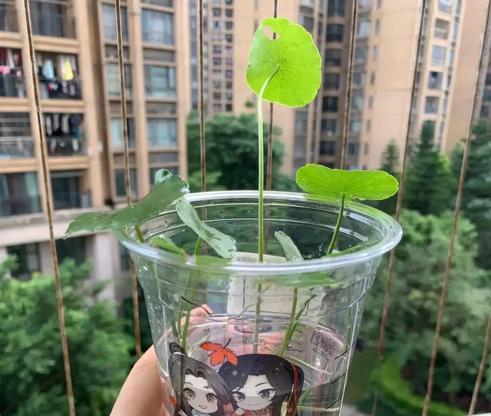 養了8年銅錢草,發現「水耕」才是正確的開啟方式,根美葉又綠